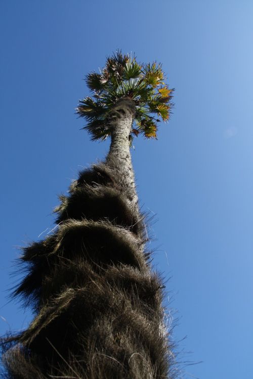 palm tree sky blue