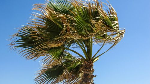 palm tree wind sky