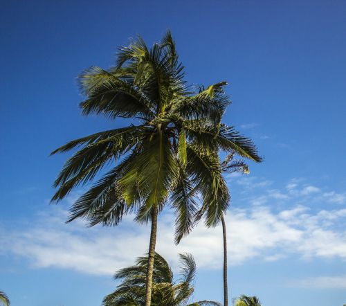 palm tree coconut sky