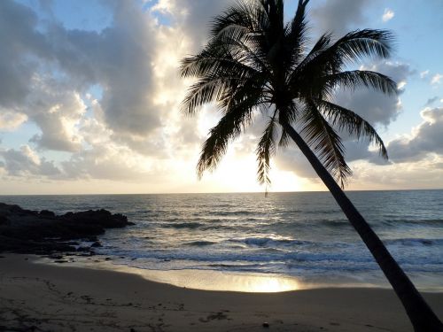 palm tree tropical beach