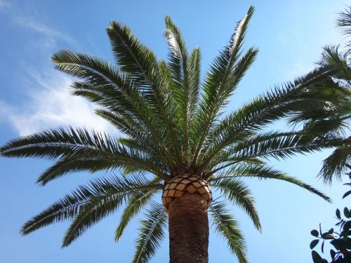 palm tree blue sky blue