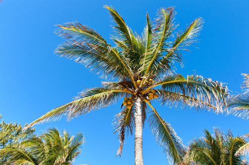palm tree sky tropical