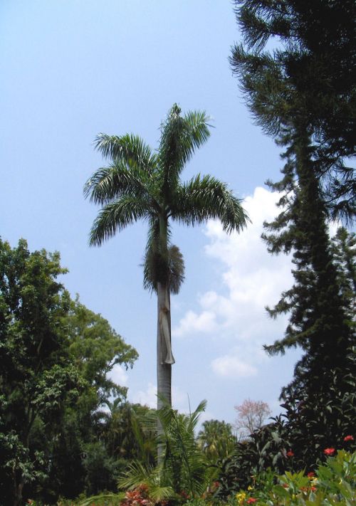 Palm Tree