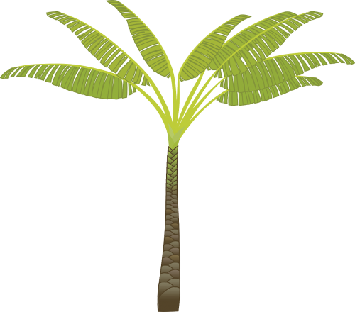 palm tree palm leaves plant