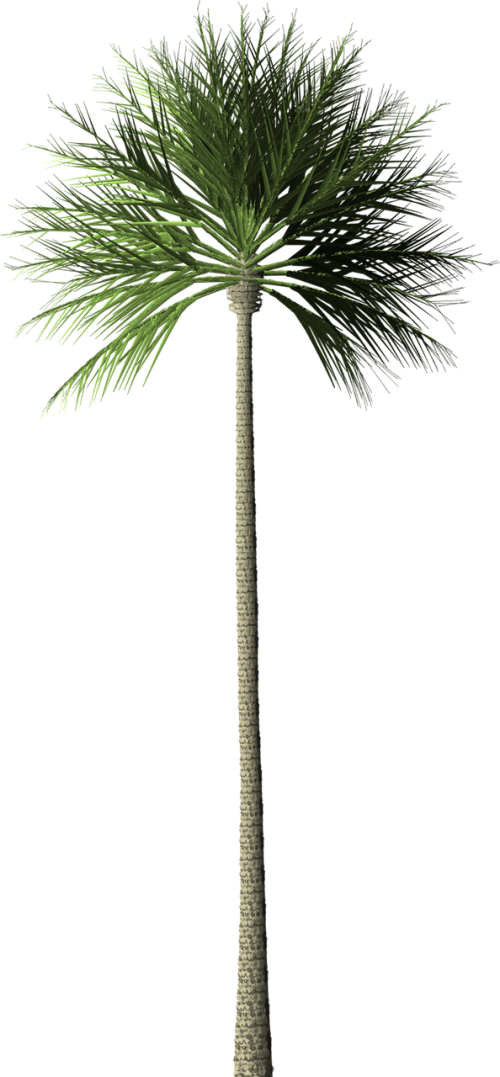 palm tree palm tree