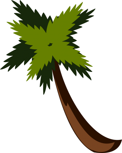 palm tree beach jungle