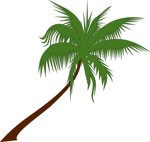 palm tree coconut palm