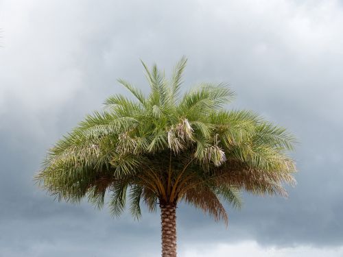 palm tree florida trees