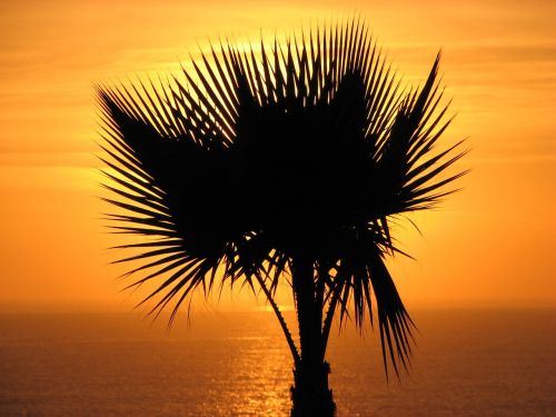 palm tree sunset palm tree ocean sunset