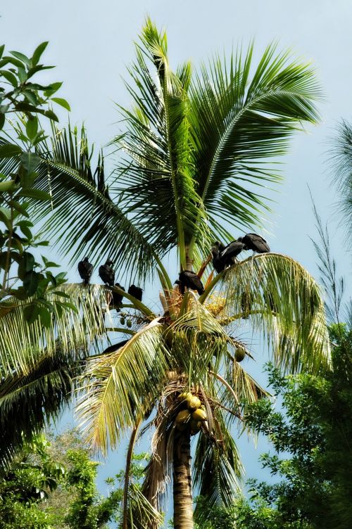 palm tree nature prey