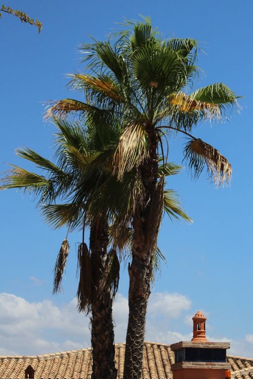 palm tree spain tree