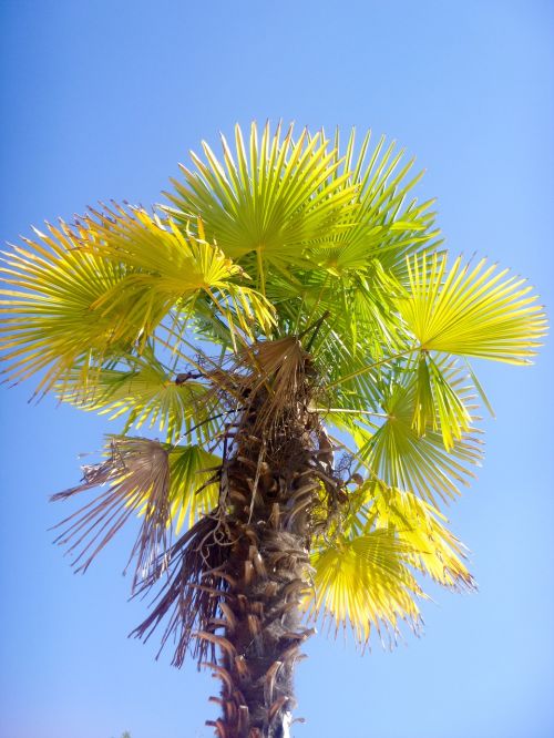palm tree summer sun