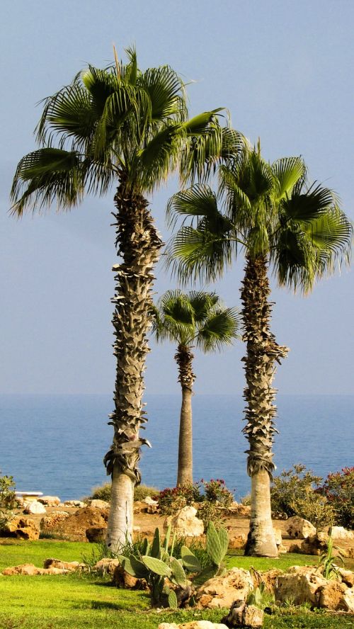 palm tree garden nature