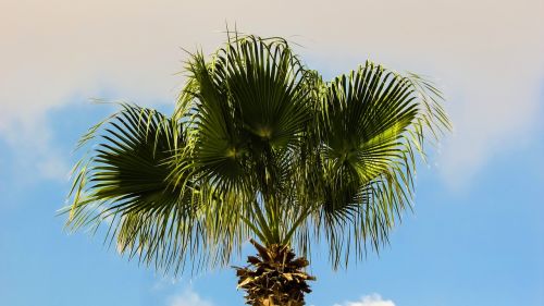 palm tree sky nature