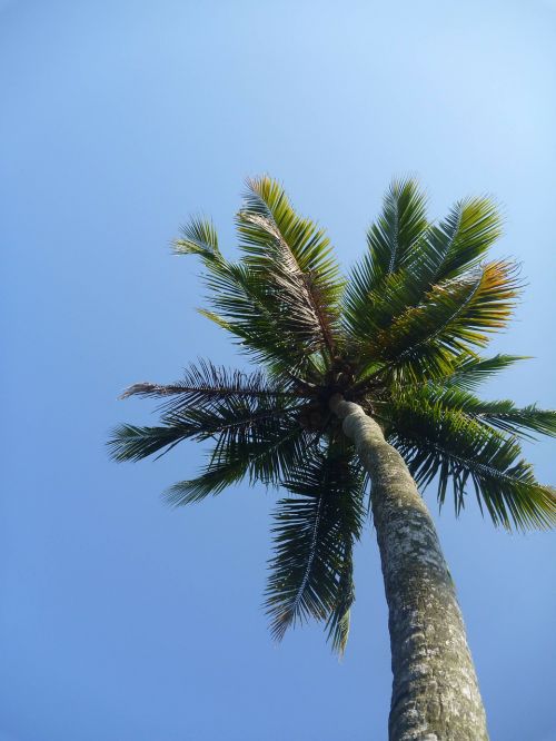 palm tree blue sky