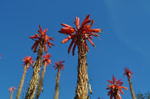 sky plants palma