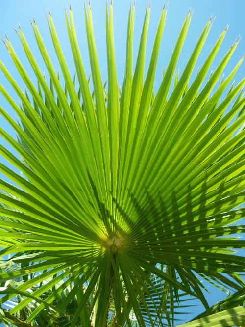 palm tree leaves washingtonia