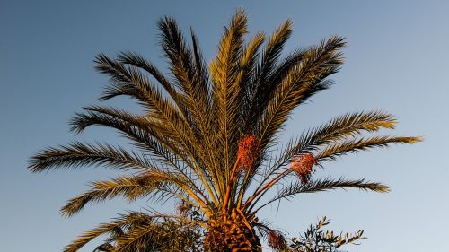 palm tree garden tropical