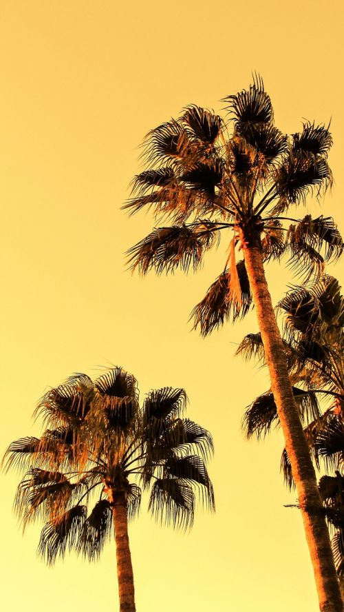 palm tree sky afternoon