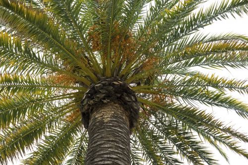 palm tree palms palm leaves