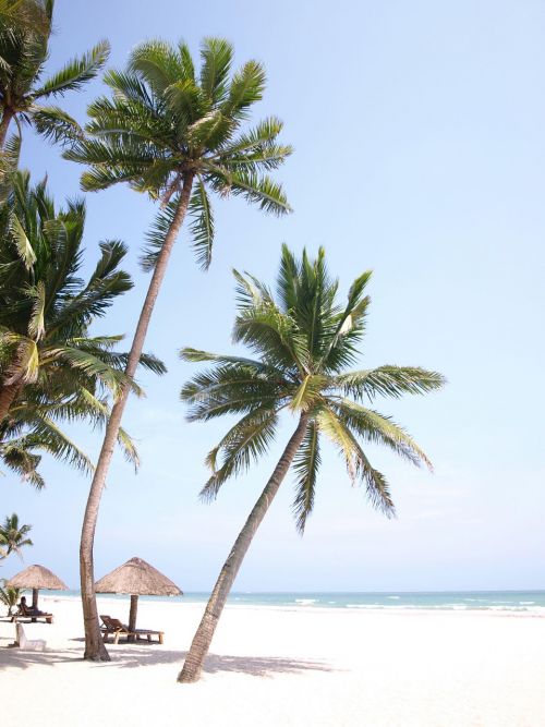 palm tree sea view beach