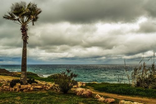 palm tree coast sea