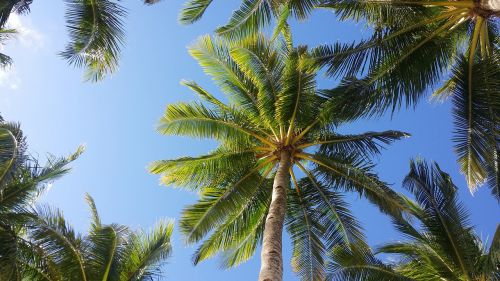 palm tree sky boracay