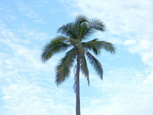palm tree paradise clouds