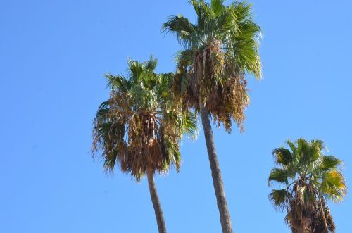 palm tree sky palm