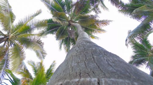 palm tree tree nature