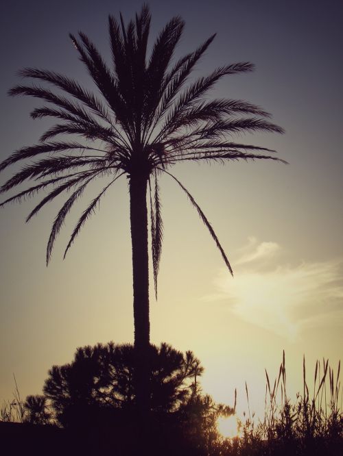 palm tree sunset sky