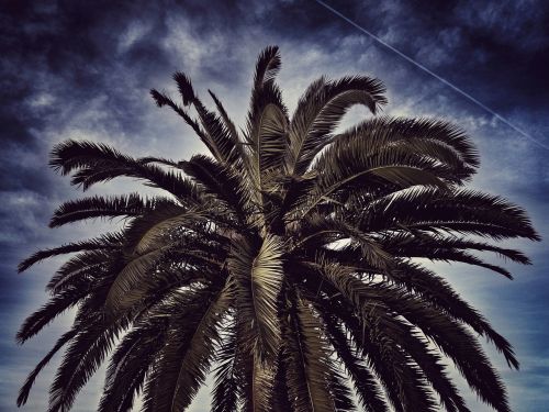 palm tree sky nature