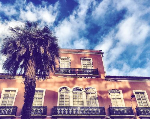 palm tree house sky