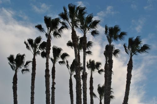 palm tree palm grove sky