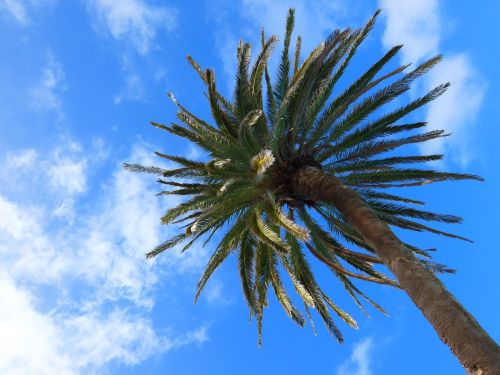 palm tree tree tropical