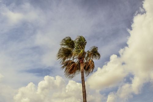 palm tree sky clouds