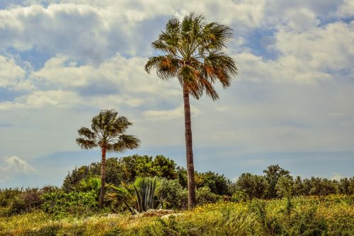 palm tree garden nature