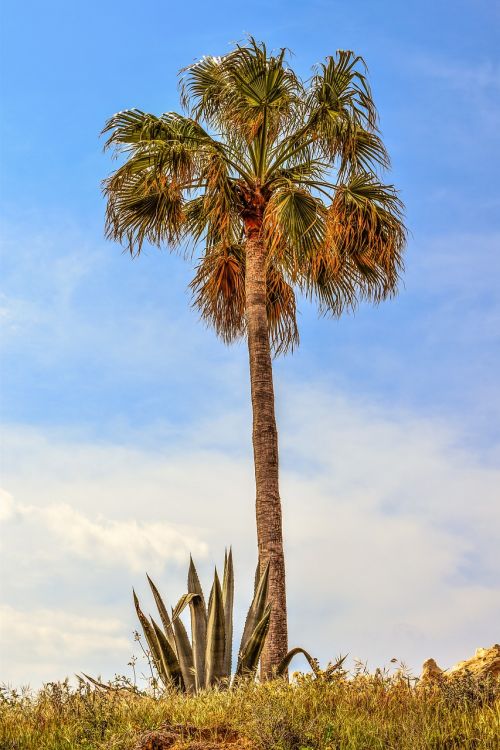 palm tree aloe vera garden