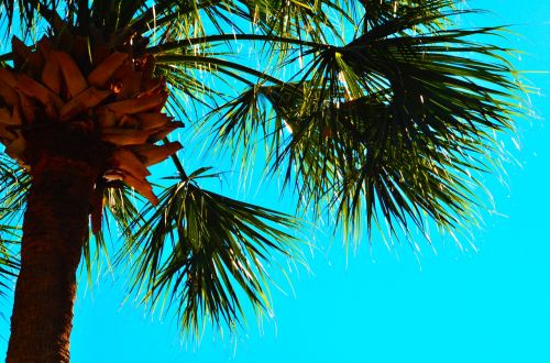 palm tree blue sky palm trees