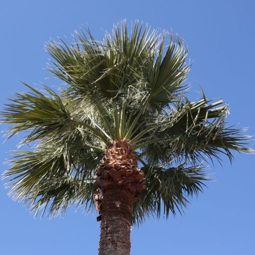 palm tree palm arizona