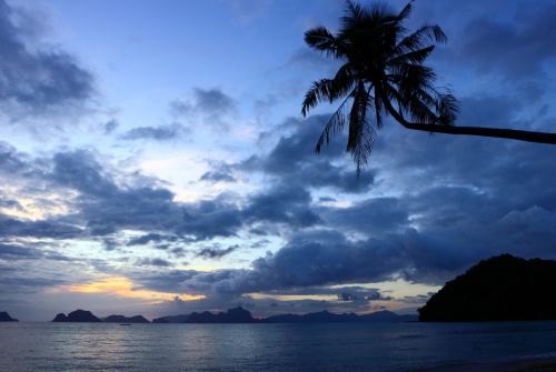 palm tree beach islands