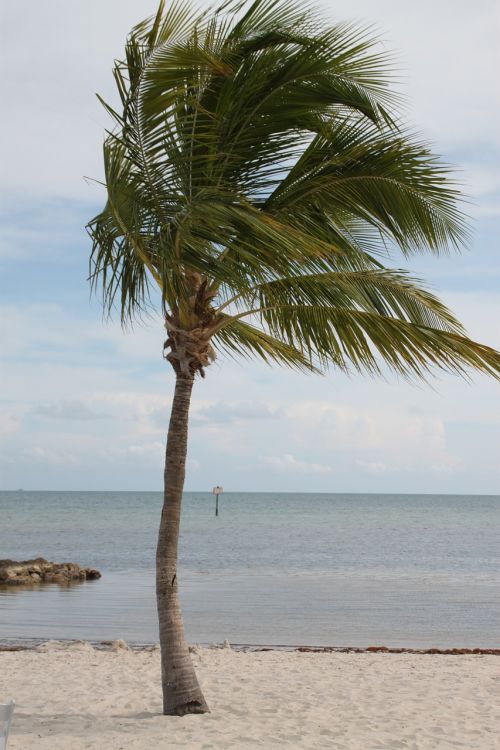 palm tree key west palm
