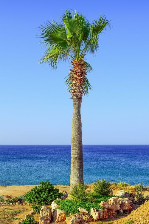 palm tree sea horizon