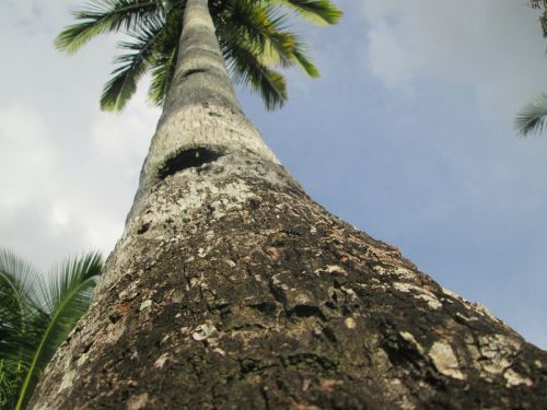 palm tree tree trunk coconut tree