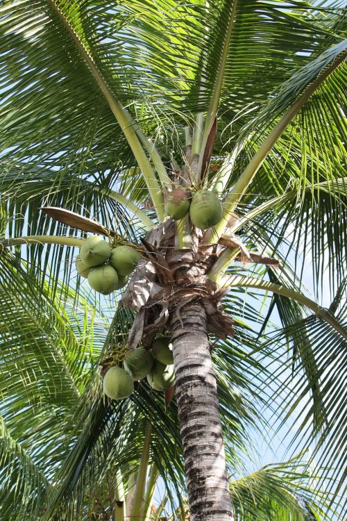 palm tree plant coconut