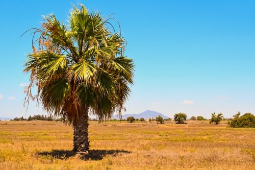 palm tree landscape summer