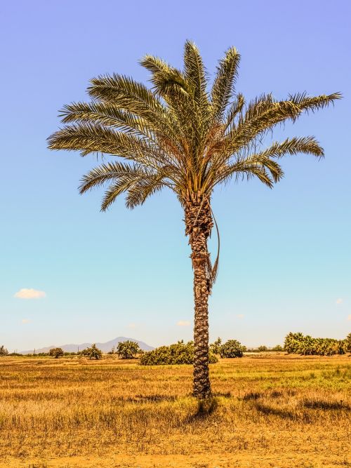 palm tree field landscape