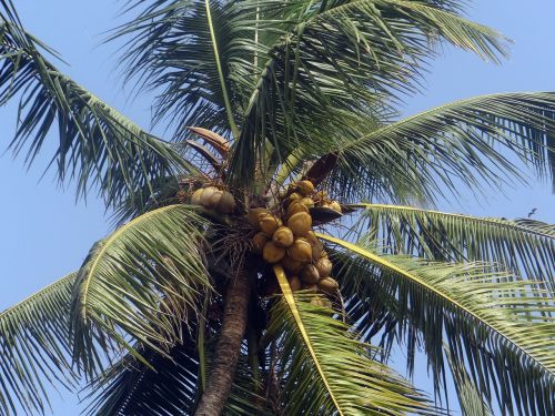 palm tree palm leaves coconut