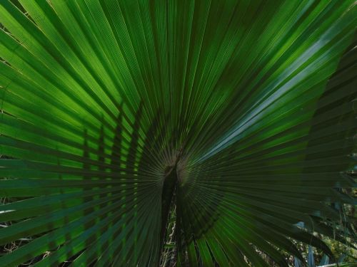 palm tree tree palma