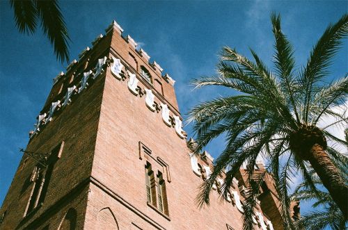 palm tree building architecture